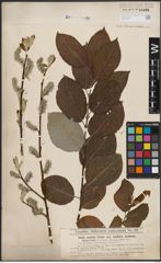 Foto von Salix caprea L.